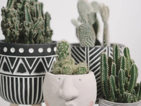 10 Best Cactus Plants to Decorate Your Space